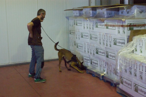 La Indra, la Pastor Belga Malinois detectora de drogues d'en Josep, fent una recerca entre els palets