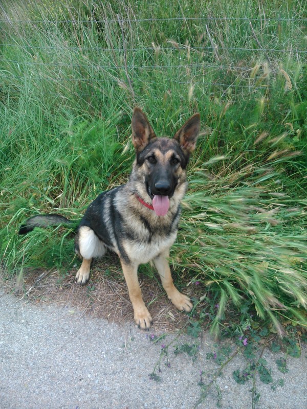 La Burka, gossa detectora d'explosius de Lladruc, sempre es posa on no s'ha de posar! :)