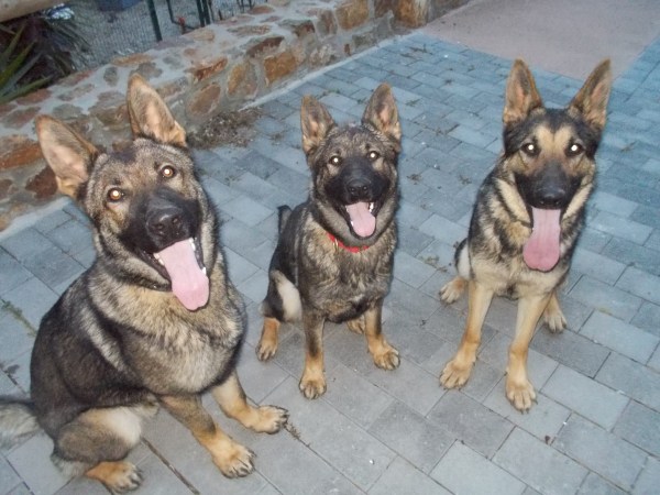 En Connor i la Fura (gossos detectors de drogues) i la Burka (gossa detectora d'explosius) estaven així de tranquils durant l'última pirotècnia futbolera ;) 