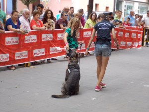 La Mina amb una voluntària del públic de 10 anys. Com veieu els gossos detectors de Lladruc tenen un excel·lent control de la mossegada! 