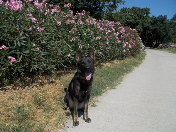 La Mina, gossa detectora explosius, ja està educada per no acostar-se a les Adelfes o Baladres!