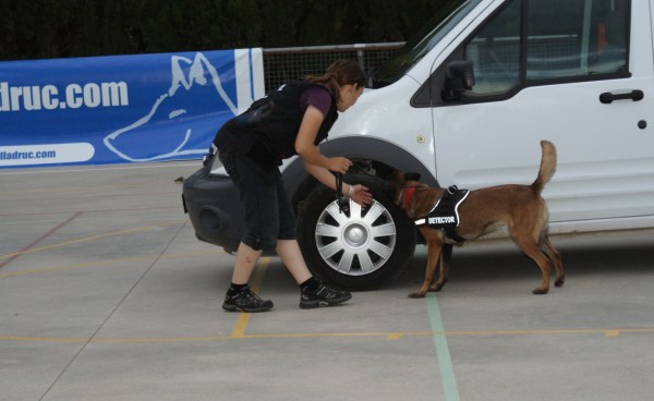 La Cendra, Pastor Belga Malinois, buscant la substància amagada en un cotxe