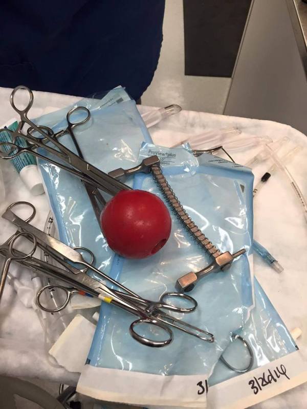 Pilota per a gos a la gola d'un Pastor Alemany