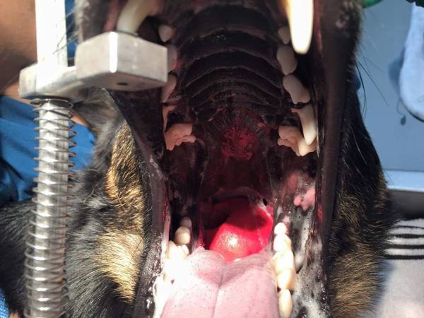 Mai se us acudeixi fer servir una pilota sense corda pel vostre gos, sigui de la mida que sigui!