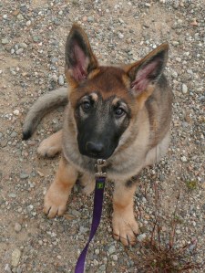 A la foto la Burka tenia deu setmanes, ara és una gossa detectora d'explosius. Part del mèrit li hem d'atribuir al seu excel·lent criador! 