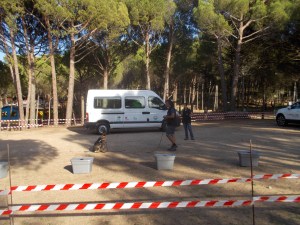 La Fura, gossa detectora en formació, mostrant com ha de ser l'obediència bàsica