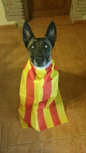 Feliç diada de part de tot l'equip de Lladruc! 