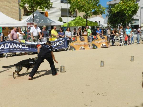 La Mina, gossa detectora d'explosius de Lladruc, començant la recerca de la substància amagada en una de les llaunes!