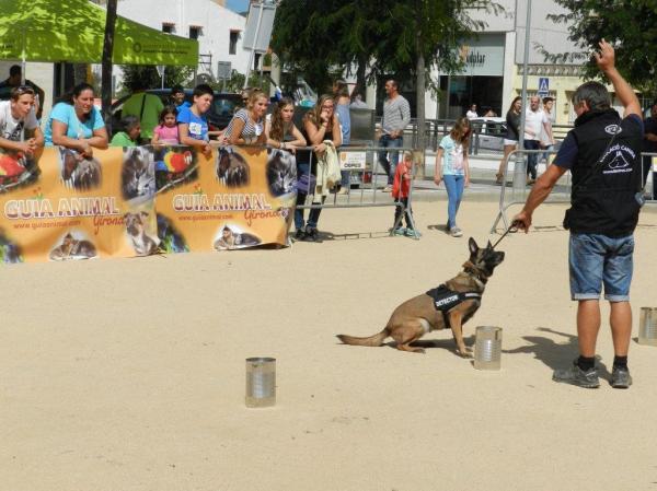 La Cendra, la gossa detectora més veterana de Lladruc, fent una marcació passiva davant de la substància