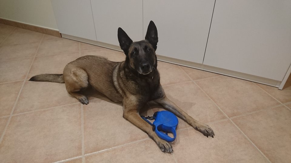 La Cendra us mostra la corretja que mai heu de comprar!