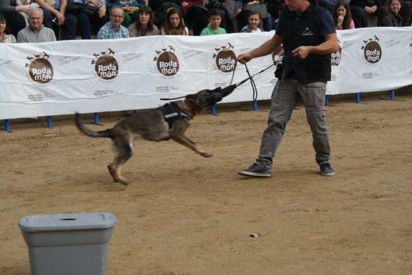 La Fura volant agafant el seu mossegador