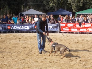 La Fura, gossa detectora de Lladruc en formació, en plena exhibició a l'Adoptalia