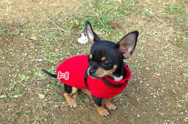 En Blacky, el més petit (de mida i d'edat) aprenent a asseure's. 