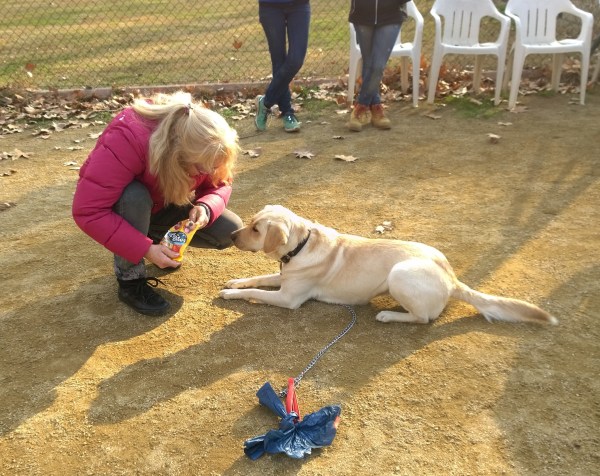 La Linda aprenent a estirar-se quan li diu la mestressa. Amb premis, òbviament! :)