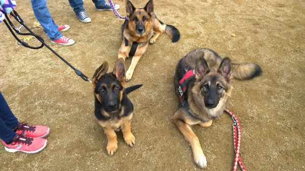 La secció germànico-belga del curs: l'Iggy, la Leela i la Tuca