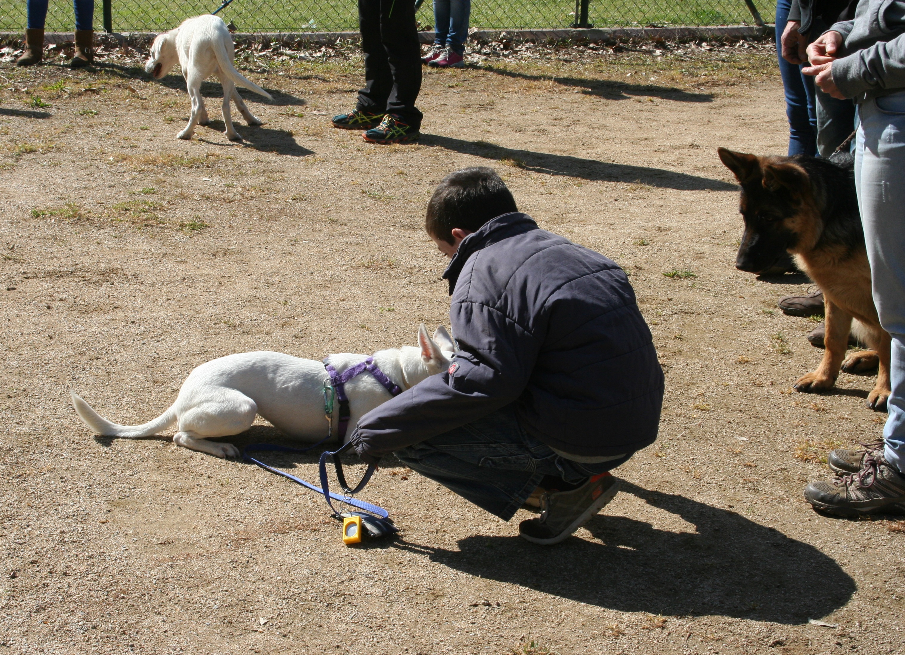 pau dana 26 edicio tinc gos i ara que