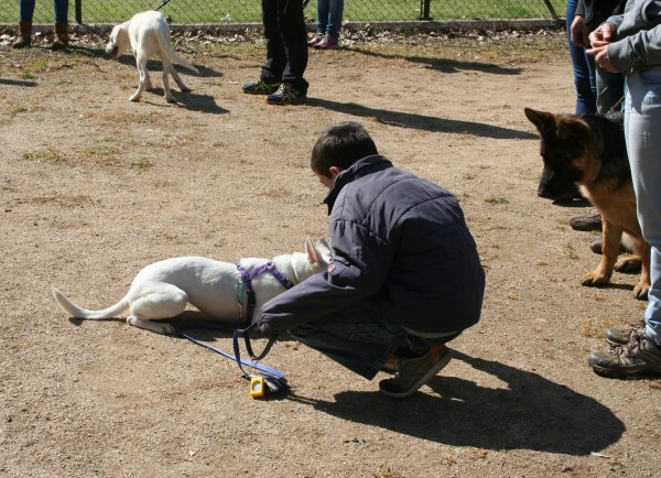 pau dana 26 edicio tinc gos i ara que