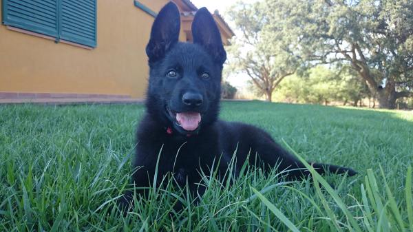 En Bond, futur gos detector de Lladruc, al jardí de casa. 