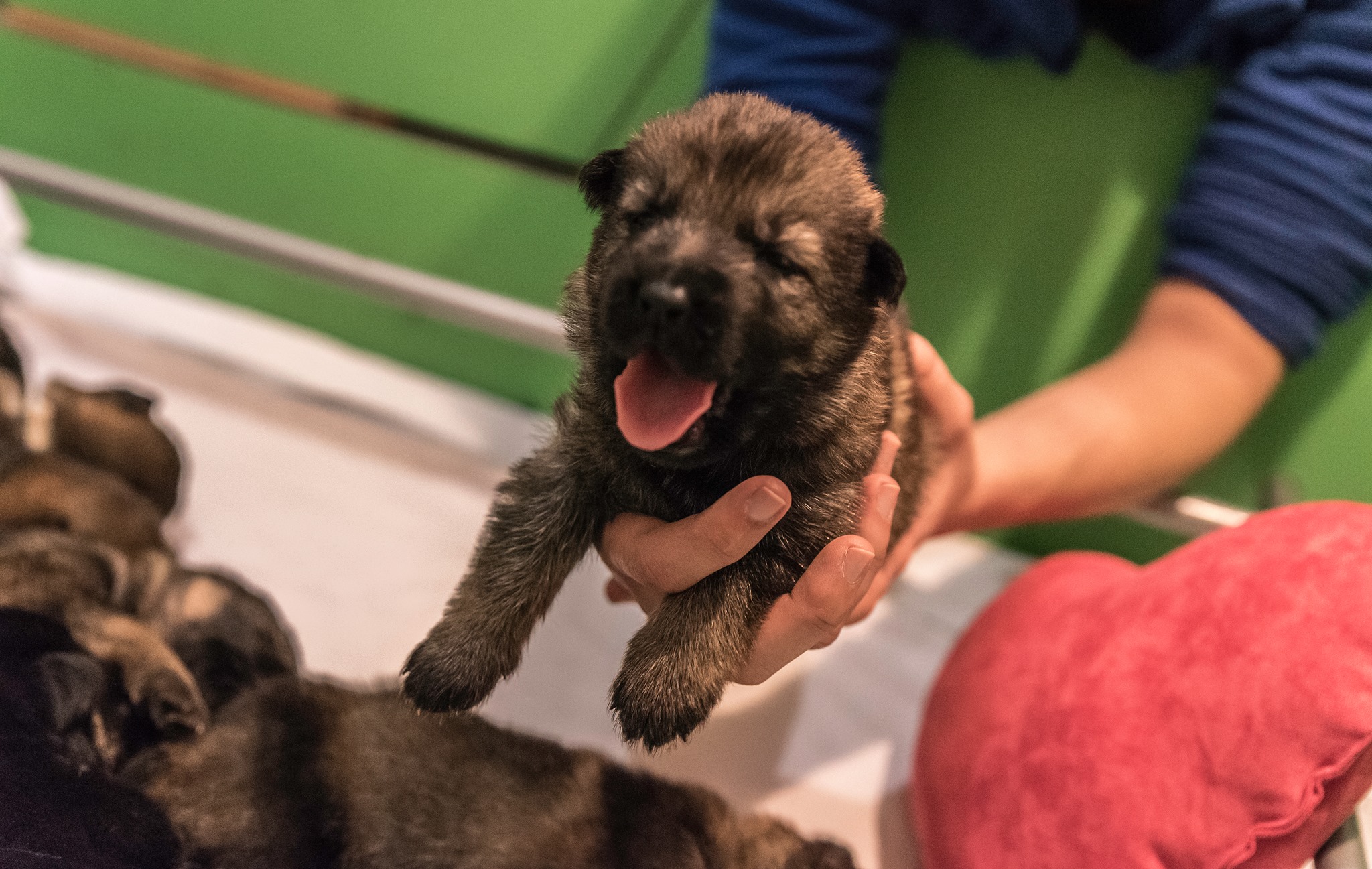 16731441_1427197400664821_1567038320_o