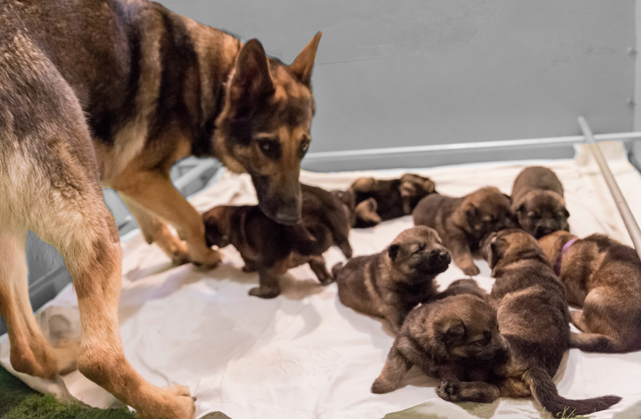 16735692_1428105750573986_1619833733_o