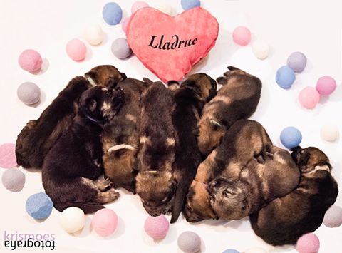 sant-valenti-cadells