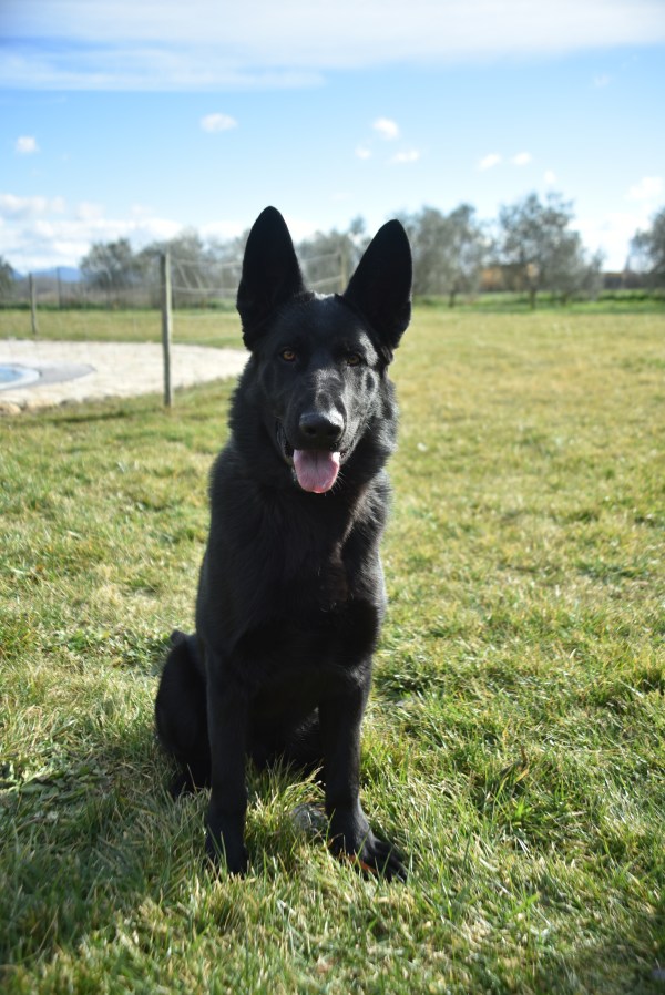 Bond, Pastor Alemany negre de Lladruc. Un dels gossos que pateixen la "síndrome del gos negre" però què voleu que us digui, per mi és el gos més bonic del món!