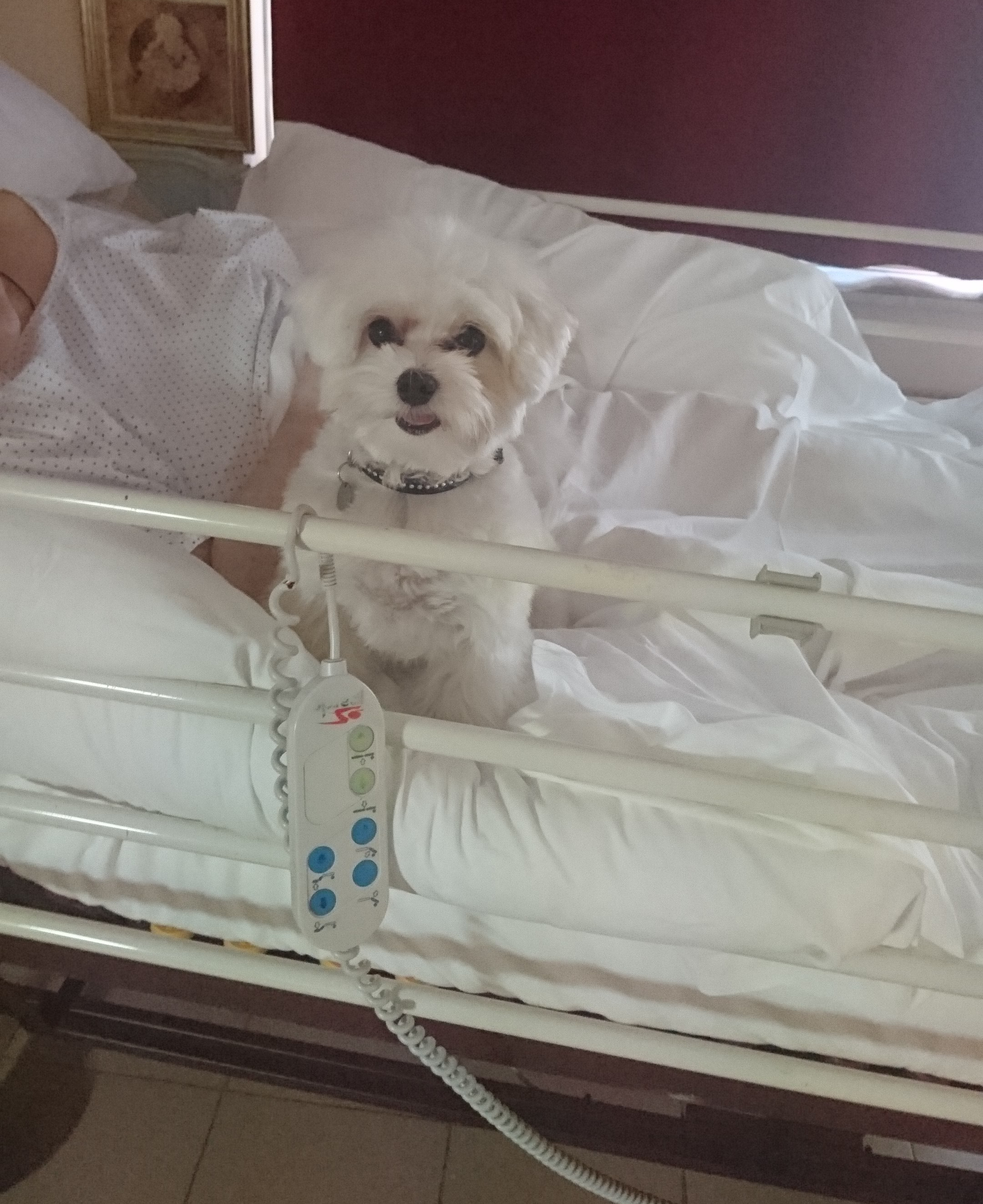 La Umi durant una sessió de teràpia assistida amb gossos a la residència Creu de Palau 