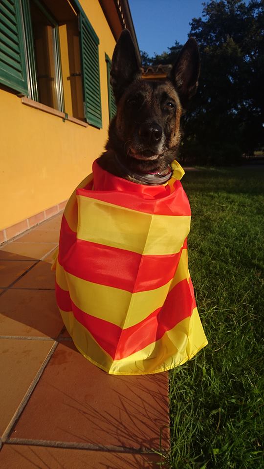 41481227_10155442018926402_6017212270747058176_n